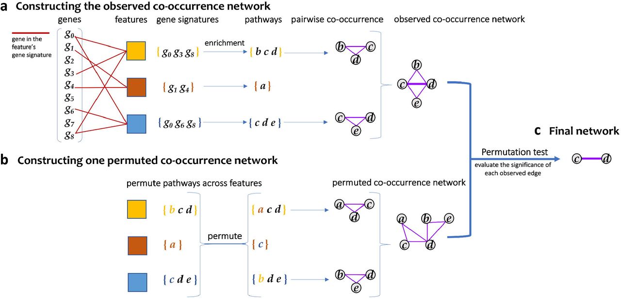 The approach implemented in PathCORE-T to construct a pathway co-occurrence network from an expression compendium.(a) A user-selected feature extraction method is applied to expression data. Such methods assign each gene a weight, according to some distribution, that represents the gene’s contribution to the feature. The set of genes that are considered highly representative of a feature’s function is referred to as a feature’s gene signature. The gene signature is user-defined and should be based on the weight distribution produced by the unsupervised method of choice. In the event that the weight distribution contains both positive and negative values, a user can specify criteria for both a positive and negative gene signature. A test of pathway enrichment is applied to identify corresponding sets of pathways from the gene signature(s) in a feature. We consider pathways significantly overrepresented in the same feature to co-occur. Pairwise co-occurrence relationships are used to build a network, where each edge is weighted by the number of features containing both pathways.(b) N permuted networks are generated to assess the statistical significance of a co-occurrence relation in the graph. Here, we show the construction of one such permuted network. Two invariants are maintained during a permutation: (1) pathway side-specificity (if applicable, e.g. positive and negative gene signatures) and (2) the number of distinct pathways in a feature’s gene signature.(c) For each edge observed in the co-occurrence network, we compare its weight against the weight distribution generated from N (default: 10,000) permutations of the network to determine each edge’s p-value. After correcting the p-value by the number of edges observed in the graph using the Benjamini—Hochberg procedure, only an edge with an adjusted p-value below alpha (default: 0.05) is kept in the final co-occurrence network.