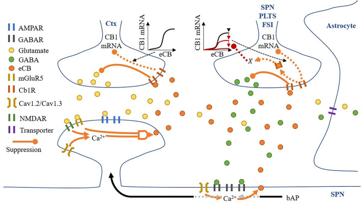 A synaptic space model. Glutamatergic and GABAergic terminals include neurotransmitter and eCB pathways.