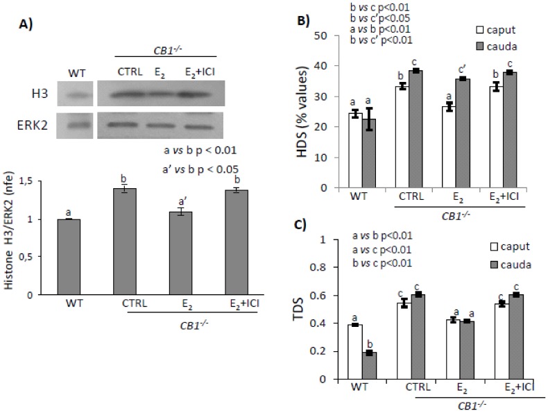 (A) Western blot analysis of Histone H3 in testis from WT and CB1-/- mice in vivo treated with vehicle (CTRL) or E2 ± ICI. H3 amount was quantified by densitometry analysis, normalized against ERK2 signals, and expressed as a fold change of OD values. Graphs were representative of or four testis/experimental group (n = 3 or 4 testes from different animals for each experimental group in triplicates). Flow cytometry analysis of caput and cauda SPZ of CB1-/- mice in vivo treated with vehicle (CTRL) or E2 ± ICI. (B) HDS (used as index of uncondensed chromatin) and (C) TDS (used as index of thiol groups oxidation) values. Graphs were representative of three or four sperm samples/animals/experimental groups (n = 3 or 4 animals for each experimental group in triplicates). All data are reported as mean values ± S.E.M. Different letters indicated statistical significance (p < 0.05 or p < 0.01, a’ vs. a: not significant).