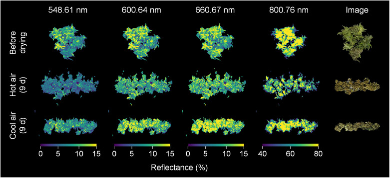Spectral images of cannabis flowers before and after 9 days of drying by hot-air and cool-air drying. Color indicates spectral reflectance at 548.61, 600.64, 660.67, and 800.76 nm, respectively.