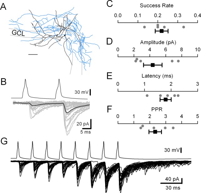 Characteristics of TML-C synaptic connections. A: Neurolucida reconstruction of a pair of TML-Cs shows axon collaterals (blue) in all three molecular layers. Scale bar, 100 μm. B: Voltage traces (top) illustrates action potentials in presynaptic TML-C (left panel, 2 APs at 50 Hz). Overlay of individual responses evoked by 30 consecutive sweeps (in gray) and the average current response (black) in the postsynaptic TML-C are shown. Note the short term facilitation. C−F: Summary plots of TML-C synaptic success rate (C), amplitude (D), latency (E) and paired pulse ratio (F). (G) Voltage trace (top trace) shows action potentials (8 Aps at 50 Hz) in a presynaptic TML-C. Individual current responses evoked by 30 consecutive sweeps (bottom trace) in the postsynaptic TML-C are illustrated. Note the paired and multi-pulse facilitation and asynchronous synaptic release, particularly after the end of presynaptic firing. Both neurons in the paired recordings in B and G were morphologically identified as TML-Cs.