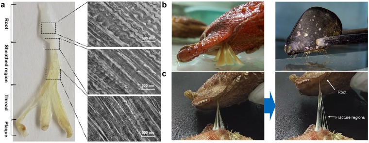 Scallop byssal root protein has unique structure and mechanical properties. (a) TEM photographs revealed that the composition of the root is different to that of the thread region, and this difference is correlated well with the gradual change in mechanical properties. (b) Differences of byssi between scallop and mussel. Scallop byssus is roughly concentric in the sheathed region, and the threads are separated from the end of the sheathed region, while mussel threads are separated from the stem. The amount of byssal protein secreted by scallop is greater than that secreted by mussel. (c) Mechanical measurements demonstrate that the root of scallop byssus can bear higher tensile strength than that borne by other regions.