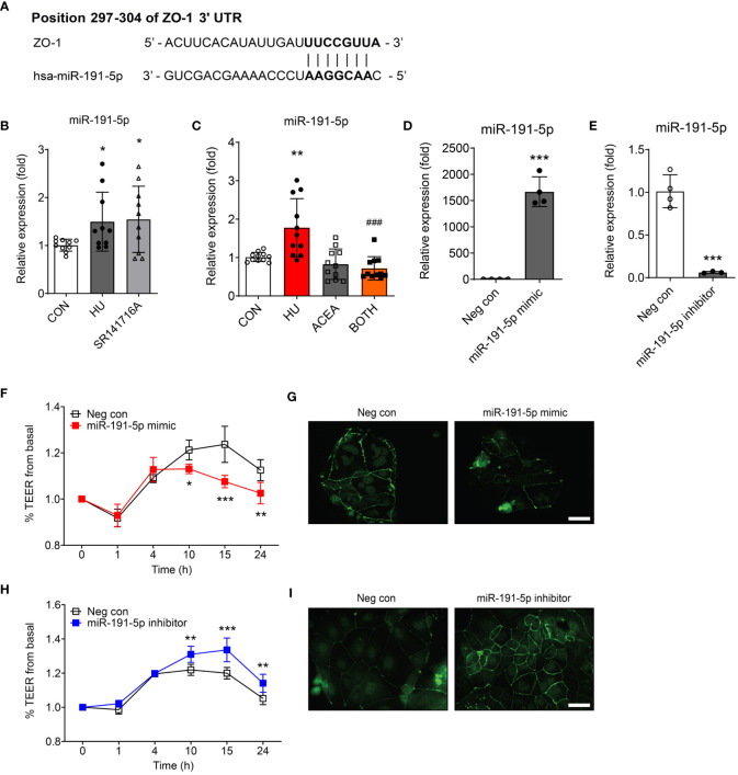 Intestinal permeability was regulated by miR-191-5p targeting ZO-1. (A) The likelihood of miRNA targeting ZO-1 was predicted using two independent miRNA target databases. It showed 7–8 mer sequences (black bold) of miR-191-5p binding positions within 3’ UTR of ZO-1 mRNA. (B, C) qPCR was used to compare the alteration of miR-191-5p expression after SR141716A (B) and ACEA treatments (C) to that in the HU-treated aged Caco-2 cells. miR-103a-3p was used as a loading control. Error bars, SD (n = 3). *p<0.05, **p<0.01 vs. the control group, ###p<0.001 vs. the HU treatment group. (D, E) The transfection efficacy of miR-191-5p mimic (D) and inhibitor (E) were tested by qPCR for miR-191-5p expression. Error bars, SD (n = 3). ***p<0.001 vs. the negative control group. (F-I) The TEER values were measured to investigate the change of intestinal permeability in Caco-2 cell monolayer by transfection of miR-191-5p mimic (F) and inhibitor (H). Statistical differences were determined using two-way ANOVA; *p<0.05, **p<0.01, ***p<0.001 vs. the negative control group. Error bars, SD (n = 4). IF staining of ZO-1 was also conducted, and representative pictures were selected of Caco-2 cells transfected with miR-191-5p mimic (G) and inhibitor (I). Scale bar, 50 μm.