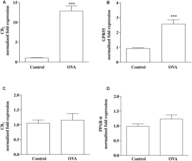 Expression of PEA targets in OVA sensitized mice. Mice were injected with 0.4 ml s.c. of a suspension containing 100 μg of OVA absorbed to 3.3 mg of aluminium hydroxide gel (OVA) or vehicle (control) on days 1 and 8. Bronchi were harvested and analyzed 15 days after vehicle or OVA administration. mRNA expression of (A) CB2, (B) GPR55, (C) CB1, and (D) PPAR-α was evaluated by RT-PCR. Results are calculated as fold expression (mRNA expression). The lower expression values were 32.42 Cq (Control) background N/A, 32.34 Cq (Control) background N/A, 30.60 Cq (Control) background N/A, 27.96 Cq (OVA) background 36.55 Cq for CB2, GPR55, CB1 and PPAR-α, respectively. Data are expressed as mean ± SEM, n = 6 animals for each group; ∗∗∗P < 0.001 vs. control; two-tailed Student T-test.