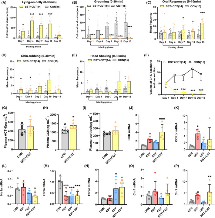 Double training paradigms induce nocebo nausea behaviors and involve activation of the CCK and 5‐HT systems. (A, B) Mean duration of Lying‐on‐belly and mean duration of grooming on the training and test phase in the BST + CDT rat ((A) bars indicate mean with SEM, two‐way ANOVA, F (1, 27) = 71.22, p < 0.001, and (B) bars indicate medians with IQR, Scheirer‐Ray‐Hare test, H (1) = 77.186, p < 0.001). (C–E) Mean frequency of oral responses, chin‐rubbing, and head shaking on the training and test phase in the BST + CDT rat ((C) bars indicate medians with IQR, Scheirer‐Ray‐Hare test, H (1) = 19.919, p < 0.001, and (D) bars indicate mean with SEM, two‐way ANOVA, F (1, 27) = 9.029, p = 0.006). (F) The saccharin consumption within 30 min on the training and test phase in the BST + CDT rat; Scheirer‐Ray‐Hare test, H (1) = 85.136, p < 0.001. (G–I) Mean serum concentrations of cortisol, ACTH, and CCK in the CON and BST + CDT rat; n = 6/group; ((H) bars indicate mean with SEM, unpaired t‐test, t = 6.662, df = 10, p = 0.024). (J–P) The RNA expressions of key molecules involved in the nocebo nausea in the medulla. n = 5/group ((J) bars indicate mean with SEM, one‐way ANOVA, F (3, 16) = 9.9, p = 0.001, (K) F (3, 16) = 11.55, p < 0.001, (M) F (3, 16) = 12.43, p = 0.001, (N) F (3, 16) = 5.916, p = 0.007, (P) F (3, 16) = 7.392, p = 0.003, and (L) bars indicate medians with IQR, Kruskal‐Wallis H test, H (3) = 9.834, p = 0.020). *p < 0.05, **p < 0.01, ***p < 0.001 vs. the CON group; 5‐HT, 5‐hydroxytryptamine; ACTH, adrenocorticotropic hormone; ANOVA, analysis of variance; BST, bystander; CCK, cholecystokinin; CCKbr, Cholecystokinin B Receptor; CDT, conditioning; cnr, cannabinoid receptor; CON, control; htr, 5‐hydroxytryptamine receptor.