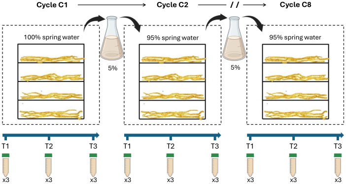 Diagram illustrating experimental cycles C1, C2, and C8 where filamentous yellow structures are incubated with 100 percent or 95 percent spring water and 5 percent liquid from a flask; sample collection points labeled T1, T2, T3 with three tubes per time point for each cycle.