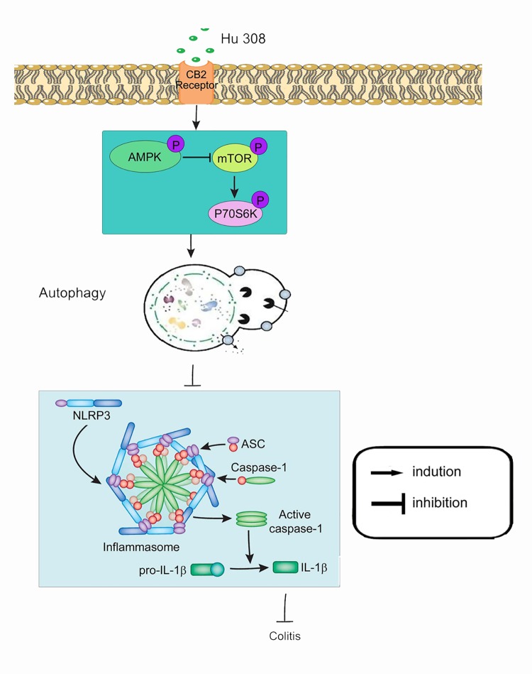 Schematic illustration of the mechanism of CB2R activation inhibits NLRP3 inflammasome in peritoneal macrophages.Once HU 308 binds to CB2R receptor in macrophages, phosphorylates the AMPK-mTOR-P70S6K signaling cascades and thus promotes peritoneal macrophages autophagy. Augment of autophagy inhibits NLRP3 inflammasome initiation and activation, which decreases Casp-1 activation and IL-1β mature and alleviates an inflammatory cascade.