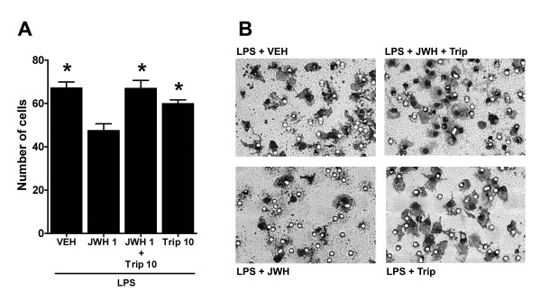 Blockade of the JWH015 effects in microglial migration by MKP-1 and MKP-3 inhibition. (A) JWH015 1 μM (JWH 1) significantly reduced the number of LPS-stimulated microglia that migrated towards ADP and triptolide 10 μM (Trip 10) blocked this effect. Triptolide 10 μM did not modify the number of LPS-stimulated microglia that migrated towards ADP. *p < 0.05 vs. JWH015 group. (B) Representative photomicrographs of the migration chamber membranes with attached microglial cells stained with crystal violet. Cells (black) migrated through the pores (white circles) and towards ADP placed into the lower well.