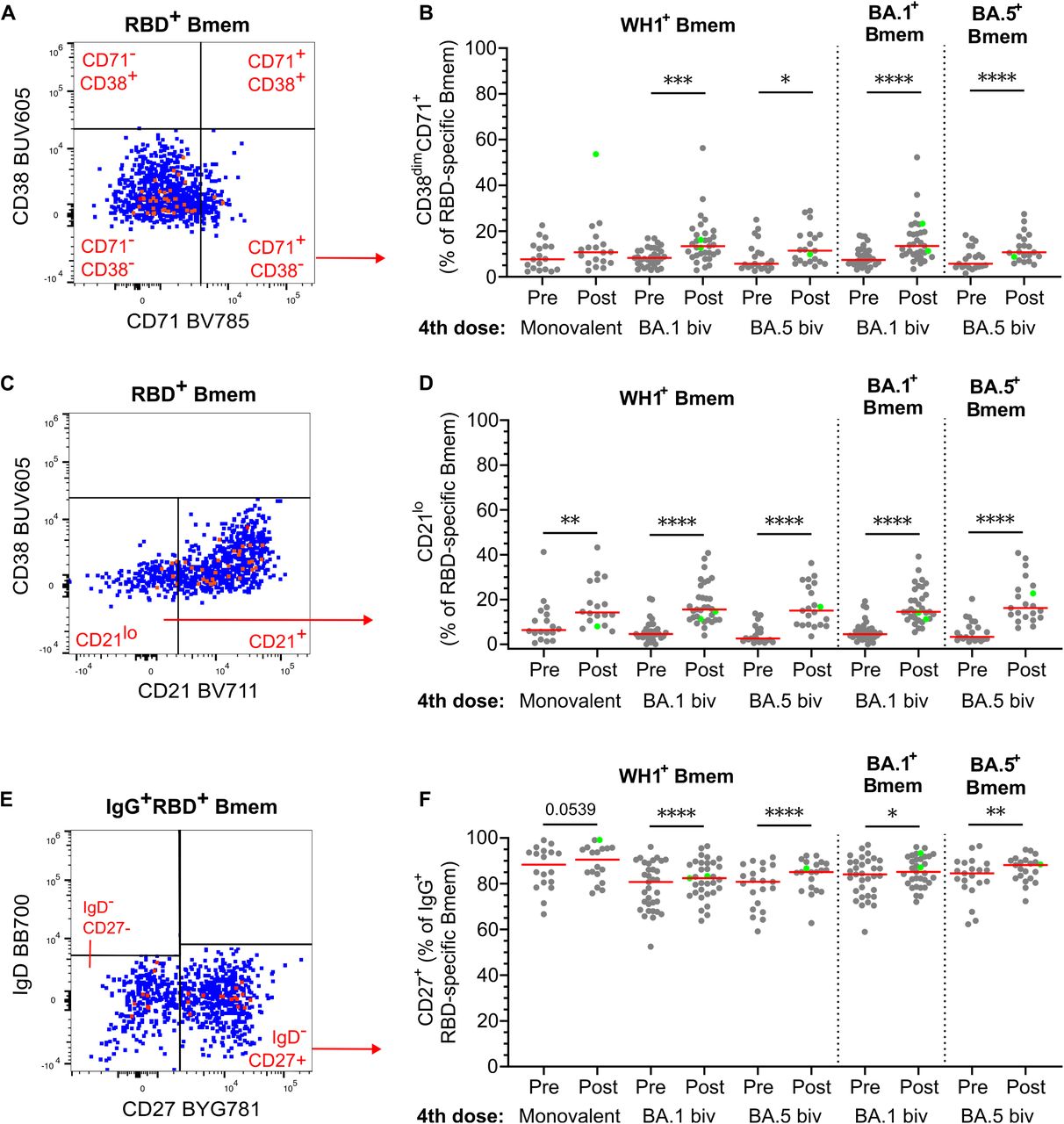 Activated RBD-specific Bmem following monovalent, BA.1 bivalent, and BA.5 bivalent 4th dose vaccination. (A-B)CD38dimCD71+ events within RBD-specific Bmem. (C-D) CD21loCD38dim events within RBD-specific Bmem. (E-F) CD27+ events within IgG+ RBD-specific Bmem. Monovalent, n=18; BA.1 bivalent, n=33; BA.5 bivalent, n=21. Solid lines depict medians. Green dots denote confirmed SARS-CoV-2 BTI between pre- and 4-weeks post-dose 4 sampling. Wilcoxon matched-pairs signed rank test for paired data. Only significant differences shown. *p<0.05, **p<0.01, ***p<0.001, ****p<0.0001.