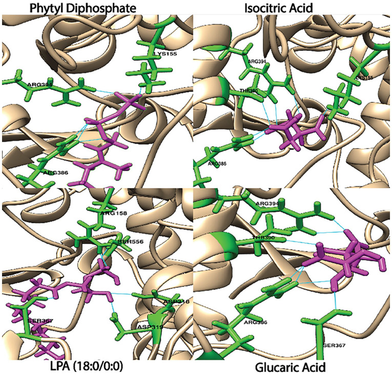 An overview of the interactions between the selected compounds and the target protein. The interacting residues and compounds are shown in licorice representation, with the residues highlighted in green and the compounds in pink, while the rest of the protein is displayed in a cartoon format.