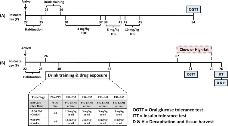 (A) Timeline of chronic subcutaneous THC injection and voluntary alcohol drinking in Experiment 1 (EtOH, n = 8; CTL, THC, and COM, n = 10/group). The 3 mg/kg/day THC lasted for eight days, while the 5 and 10 mg/kg/day THC each lasted for four days. An oral glucose tolerance test (OGTT) was performed on P54 after an overnight fast. (B) Timeline of chronic oral THC consumption and voluntary alcohol drinking in Experiment 2. The table indicates the schedules and duration for drinking and drug exposure. The shaded portion of the table indicates the last 3 h of the dark cycle when access to the test fluid occurred. From P67, some rats continued consuming regular chow diet while the others received 45% high-fat diet. Glucose and insulin tolerance tests were performed on P71 and P76, respectively [Chow (CTL, n = 14; EtOH, n = 12; THC, n = 10; COM, n = 11) and HF (CTL and COM, n = 11/group; EtOH and THC, n = 12/group)].