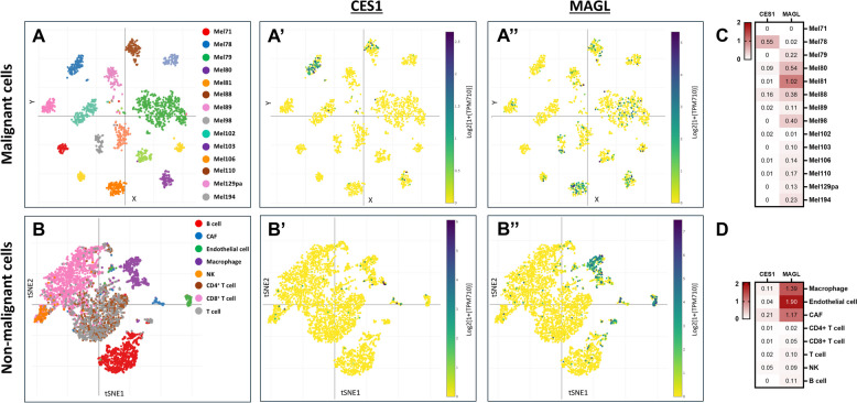 CES1 and MAGL expression in human malignant melanoma. Scatter plots of the integrative analysis of scRNA-seq data of human melanoma samples with a t-stochastic neighbor embedding (t-SNE) of single-cell profiles (dots) of (A) malignant and (B) non-malignant cells, colored by (A) tumor or by (B) post hoc annotation. A Only tumors with at least 50 malignant cells are shown. Expression of CES1 in (A’) malignant and (B’) non-malignant cells. Expression of MAGL in (A’’) malignant and (B’’) non-malignant cells. Heatmaps depicting CES1 and MAGL expression in (C) malignant and (D) non-malignant cells. Red color indicates positive expression (> 0), white color indicates zero (0), and the color intensity represents variation in the levels across the color scale. Abbreviations: CAF, cancer-associated fibroblast; NK, natural killer cell [53, 54]