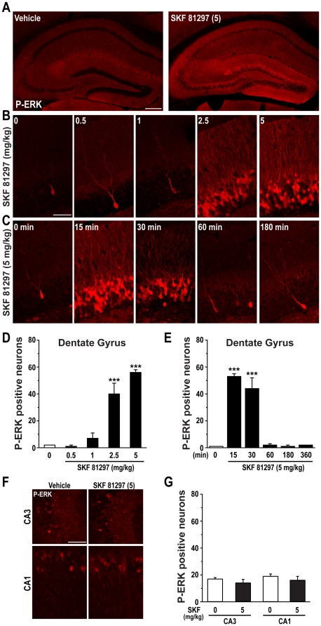 SKF 81297 induces ERK phosphorylation in the dentate gyrus.(A) Single confocal section showing phosphorylated ERK (P-ERK) in the hippocampus of mice treated with vehicle or SKF 81297 (5.0 mg/kg, i.p.). Scale bar: 150 µm. (B) Dose-response (0, 0.5, 1, 2.5, and 5.0 mg/kg) and (C) time course (0, 15, 30, 60 and 180 min) of P-ERK in mice treated with SKF 81297. Scale bar: 40 µm. (D and E) Quantification of phosphorylated ERK (P-ERK) immunoreactive neurons in the dentate gyrus of mice treated with vehicle or SKF 81297. Data (means ± SEM; n = 3–4 mice per group) were analyzed using one-way ANOVA: dose-response (F(4,9) = 61.22; p<0.001), time course (F(5,12) = 239.78; p<0.001). (F) Single confocal section showing P-ERK in the CA3 and CA1 areas of mice treated with vehicle or SKF 81297 (5.0 mg/kg, i.p.). Scale bar: 40 µm. (G) Quantification of P-ERK immunoreactive neurons in CA3 and CA1 of mice treated with vehicle or SKF 81297. Data (means ± SEM; n = 4–5 mice per group) were analyzed using student t-test: CA3 (F(1,7) = 1.23; NS), CA1 (F(1,7) = 0.65; NS).