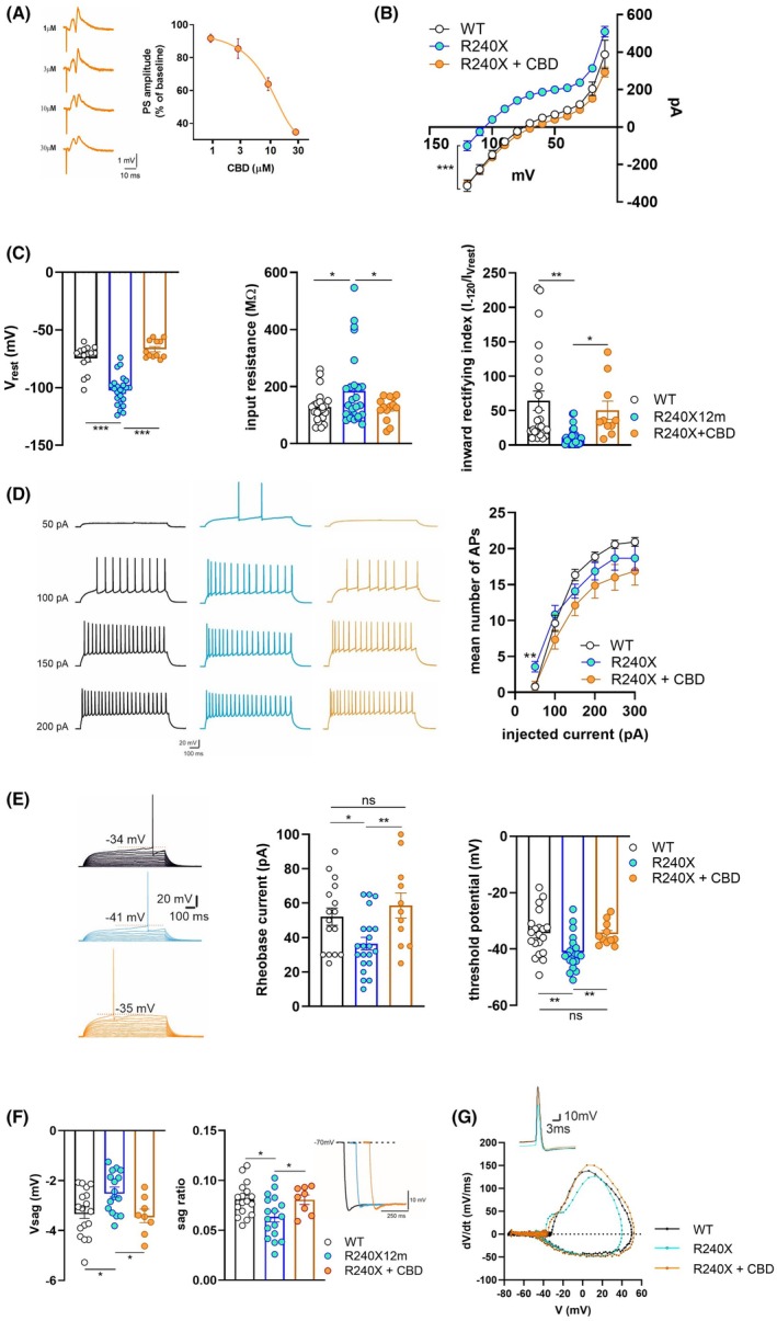 Effect of CBD on 12‐month‐old Epm2a R240X mice DG granule cells excitability. (A) Effect of CBD on physiological synaptic transmission in the DG region. Left: Representative traces of PSs recorded on increasing doses of CBD. Dose–response curve showing that CBD 3 μM is not able to alter the physiological synaptic transmission (CBD 1 μM: 91.7 ± 2.5% of baseline; CBD 3 μM: 85.4 ± 5.9% of baseline; CBD 10 μM: 63.8 ± 3.8% of baseline; CBD 30 μM: 34.6 ± .7% of baseline; IC50: 10.96 ± .08 nM). (B) CBD 3 μM restores the physiological current–voltage relationship in the granule cells of 12‐month‐old Epm2a R240X mice (p < .0001, F (1,35) = 126.2, R240X vs R240X + CBD, two‐way ANOVA). (C) Bar graphs showing that CBD normalizes the hyperpolarized resting membrane potential (left), the IR at hyperpolarized potentials (middle) and the IRI (right) to control levels (V rest: WT = −74.5 ± 3 mV, n = 15; R240X = −102.5 ± 2.6 mV, n = 24, p < .0001 vs WT; R240X + CBD = −66.7 ± 2.2 mV, n = 12, p < .0001 vs R240X; IR: WT = 128.3 ± 11.18 MΩ, n = 23; R240X = 185.2 ± 24.9 MΩ, n = 26, p = .045 vs WT; R240X + CBD = 124.8 ± 10.9 MΩ, n = 14, p = .033 vs R240X; IRI: WT = 64.14 5 ± 14.2, n = 24; R240X = 11.66 ± 2.58, n = 26, p = .013 vs WT; R240X + CBD = 50.47 ± 13.3, n = 10, p = .0174 vs R240X; unpaired Student's t test with Welch's correction). (D) Patterns of AP firing of DG granule cells in WT (black) and Epm2a R240X mice in the absence (cyan) and in the presence of 3 μM CBD (orange). Note that CBD is able to recover the firing pattern discharge elicited by the first step of depolarizing current in 12‐month‐old Epm2a R240X mice (WT: .6 ± 1.4, n = 15; R240X: 3.6 ± .7, n = 19, p = .0016 vs WT; R240X + CBD: .9 ± .6, n = 10, p = .011 vs R240X; unpaired Student's t test with Welch's correction). (E) Representative current–clamp recordings (5 pA–stepped depolarizing current injections; 1 s), scaled to show AP threshold (red dotted line), in DG granule cells from WT (black) and Epm2a R240X mice in the absence (cyan) and in the presence of 3 μM CBD (orange). Bar graphs showing that 3 μM CBD is able to normalize the rheobase current (WT: 52.2 ± 5 pA, n = 16; 12m‐R240X: 36.5 ± 3.6 pA, n = 21, p = .0135 vs WT; R240X + CBD: 58.6 ± 7.3 pA; n = 11, p = .0048 vs R240X, p = .46 vs WT; unpaired Student's t test with Welch's correction) and the threshold potential (WT: −34.4 ± 1.7 mV, n = 20; R240X: −41.2 ± 1.3 mV, n = 21, p = .0037 vs WT; R240X + CBD: −34.7 ± 1.2 mV; n = 11, p = .0036 vs R240X, p = .91 vs WT; unpaired Student's t test with Welch's correction) to physiological levels in 12‐month‐old Epm2a R240X mice. (F) Bar graphs and representative traces showing that CBD normalizes Vsag (left) and sag ratio (right) to control values (Vsag: WT = −3.28 ± .2 mV, n = 17; R240X: −2.46 ± .2 mV, n = 17, p = .012 vs WT; R240X + CBD: −3.41 ± .3 mV, n = 8, p = .013 vs R240X, p = .72 vs WT; sag ratio: WT: .08 ± .004, n = 17; R240X: .063 ± .005, n = 17, p = .013 vs WT; R240X + CBD: .08 ± .005, n = 8, p = .027 vs R240X, p = .95 vs WT; unpaired Student's t test with Welch's correction) (G) Representative phase–plane plots (dV/dt vs membrane potential) are shown for WT (black), 12 month old Epm2a R240X (cyan), and Epm2a R240X + CBD (orange) neurons. Insets illustrate representative single action potential waveforms recorded in current‐clamp configuration under each condition (calibration: 10 mV, 3 ms). Data are reported as means ± SEM; circles in bar graphs represent individual cells. *p < .05, **p < .01, ***p < .001.