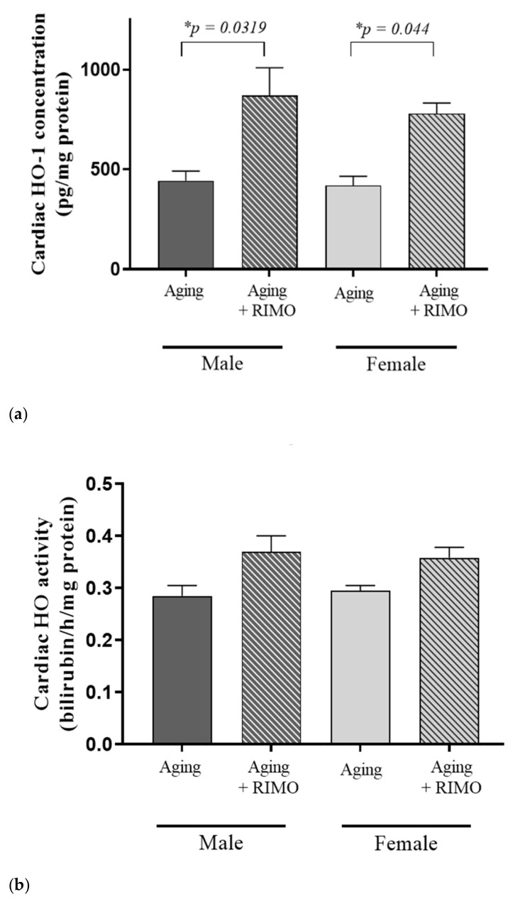(a) The effects of rimonabant treatment on cardiac HO-1 concentration in aged animals (HO-1 expressed as pg/mg protein). Results are shown as means S.E.M. n = 4–7. * p < 0.05: Statistical significance between rimonabant-treated and untreated, sex-matched aging rats, RIMO = rimonabant, HO-1 = heme oxygenase-1. (b) The effects of rimonabant treatment on cardiac HO activity in aged animals. (HO; expressed as nmol bilirubin/h/mg protein). Results are shown as means ± S.E.M. n = 4–7. RIMO = rimonabant, HO = heme oxygenase.