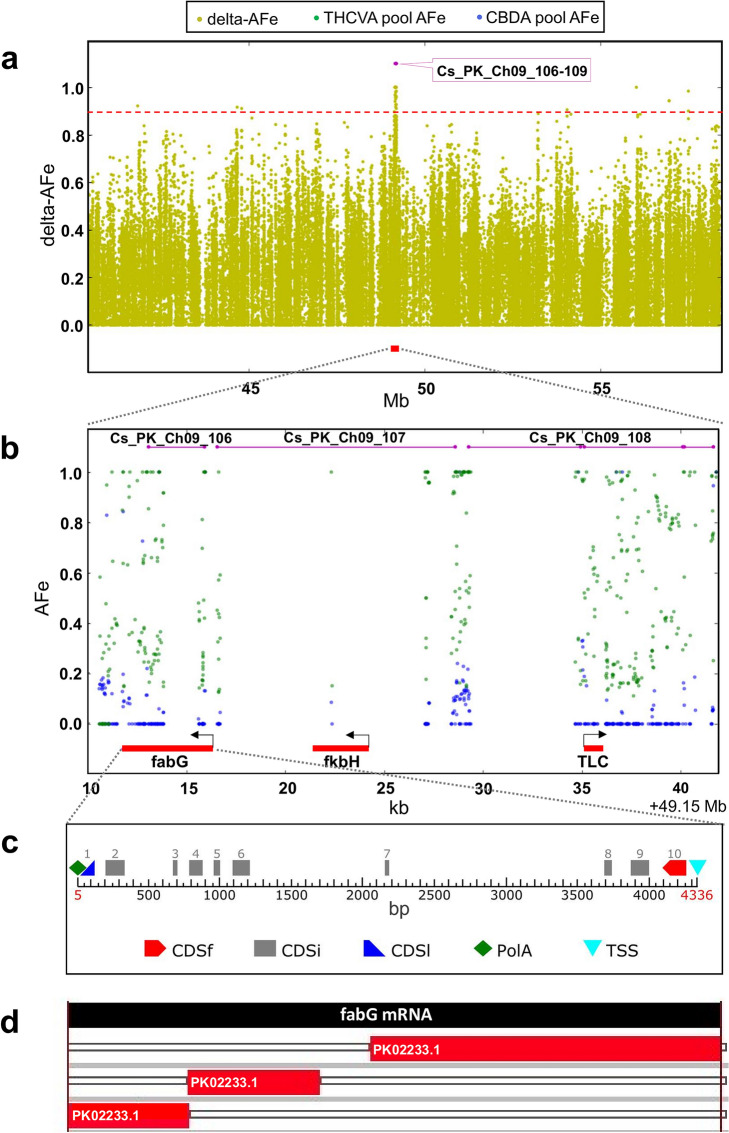 Genomic region encompassing putative candidate alkyl cannabinoid pathway genes. (a) Plot of delta-AFe within a region of chromosome nine on the Cannabis sativa L. var. Purple Kush (PK) genome. Red dotted line indicates delta-AFe of 0.9. Pink lines indicate location of intervals. Red line indicates location of putative candidate genes. (b) AFe of CBDA and THCVA pools under intervals. Pink lines indicate location of intervals. Red line indicates location of putative candidate genes. Black arrow indicates orientation of gene (+/− strand). (c) Positions of exons and gene features for the predicted BKR homolog gene. Gene features: CDSf, first exon including start codon; CDSi, internal exon; CDSl: last exon including stop codon; TSS, transcription start. Graphical output generated using FGENESH (v 2.6) (Softberry, http://www.softberry.com/berry.phtml)87. (d) Alignment of the mRNA sequence of the putative BKR gene homolog with the Purple Kush canSat3 draft representative transcriptome. High scoring alignments were found with segments of the PK transcript PK02233.1 (Supplementary Table S6). Graphic output generated using an in-house TimeLogic DeCypher system (Active Motif Inc., Carlsbad, CA) and TimeLogic Tera-BLASTN algorithm (v2.2.29) (Active Motif Inc., Carlsbad, CA) (https://www.timelogic.com).