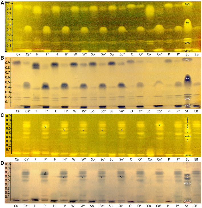 nanoGIT–HPTLC RP-18 W chromatograms of (A, B) acylglycerols and (C, D) fatty acids (FAs) in canola (Ca), flaxseed (F), hemp (H), walnut (W), soybean (So), sunflower (Su), olive (O), coconut (Co), and palm (P) oil (all 10 μg/band each) before and after (+) lipolysis via overspraying of pancreatin (each 1 TAME U/band), focused twice with acetone and, after plate cut off at 15 mm, developed (from the cut edge) with (A, B) n-hexane/diethyl ether/formic acid 90:25:2 (V/V/V) up to 60 mm, or (C, D) acetonitrile/water 4:1 (V/V, with molecular sieve) up to 50 mm, derivatized as reagent sequence on the same plate (A, C) first with rhodamine 6G reagent detected at FLD 366 nm, (B, D) followed by copper sulfate phosphoric acid reagent detected at white light illumination (in remission); for comparison, standards (St) triolein (TAG), diolein (DAG), monoolein (MAG), stearic acid (C18:0, a), palmitic acid (C16:0, b), oleic acid (C18:1, b), linoleic acid (C18:2, c), myristic acid (C14:0, c), linolenic acid (C18:3, d), lauric acid (C12:0, e), capric acid (C10:0, f), and caprylic acid (C8:0, g) and enzyme blank (EB, 1 TAME U/band of pancreatin).