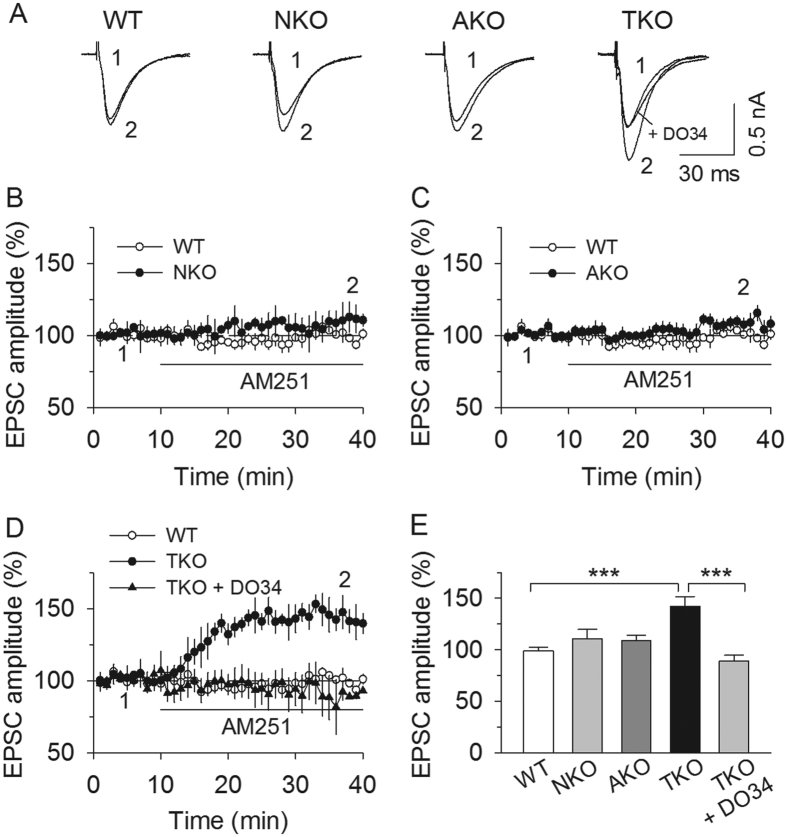 MAGL-TKO, but not -NKO or -AKO, caused tonic activation of the CB1 receptor.(A–D) Bath application of the CB1 receptor antagonist AM251 (2 μM) did not significantly alter PF-EPSCs in cerebellar PCs in MAGL-NKO (A,B; p > 0.05) and MAGL-AKO slices (A,C; p > 0.05) but caused a robust increase in the amplitude of PF-EPSCs in MAGL-TKO slices (A,D; p < 0.001, n = 7–9 cells from N = 3–4 mice per genotype). The AM251-induced increase in PF-EPSCs in MAGL-TKO slices was blocked by the DAGL inhibitor DO34 (D; p < 0.001). For the purpose of comparison, the result obtained from WT slices were superimposed in each panel from (B–D). (E) Summarized results show that bath application of AM251 induced a significant increase in PF-EPSCs in MAGL-TKO slices (***p < 0.001), but no significant change was found in MAGL-NKO and -AKO slices (p > 0.05). The increase in PF-EPSCs in MAGL-TKO slices was blocked by the DAGL inhibitor DO34 (***p < 0.001).