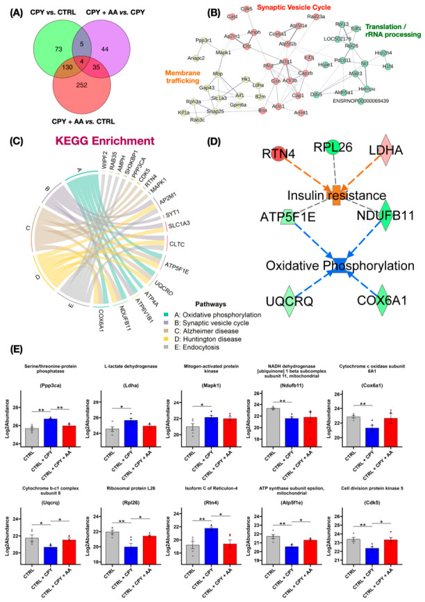 (A) Venn diagram showing commonly altered DEPs between CPY vs. CTRL, CPY + AA vs. CPY, and CPY + AA vs. CTRL. (B) Protein–protein interaction analysis using the STRING database for DEPs in CPY vs. CTRL highlighting three main cluster of protein interactions involving membrane trafficking, synaptic vesicle cycle, and translation/rRNA processing. (C) KEGG enrichment for proteins (B) highlighting involvements in neurogenerative diseases such as Alzheimer’s disease and Huntington’s disease and pathways such as synaptic vesicle cycle, oxidative phosphorylation, and endocytosis. (D) Ingenuity pathway analysis for DEPs in CPY vs. CTRL highlighting an increase in insulin resistance and a significant decrease in oxidative phosphorylation. Blue and orange highlight predict inhibition and activation, respectively. Blue lines indicate a change in the detected molecule leading to an inhibition of the pathway, while orange lines represent activation of the pathway. Grey lines represent an uncertain direction of change. (E) Bar plots displaying the abundance of proteins involved in oxidative phosphorylation, synaptic vesicle cycle, or insulin resistance. * Indicates p–value < 0.05, ** indicates p–value < 0.01.