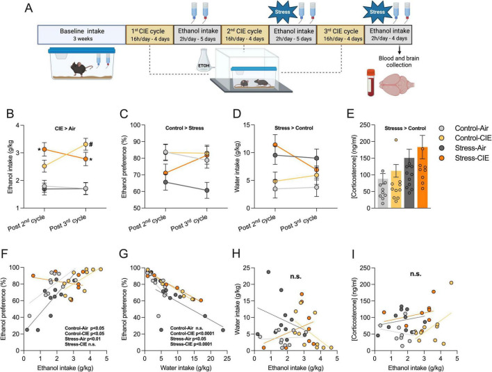 Predator odor stress accelerated chronic intermittent ethanol (CIE)-induced escalation of ethanol intake, reduced ethanol preference, enhanced water intake, and increased plasma corticosterone regardless of CIE. (A) Adult male C57BL/6J mice (n = 8–10/group) were subjected to 3 cycles of 4 days exposure to CIE vapor or air, alternated with 5 days access to 2-bottle choice voluntary ethanol intake (15% w/v). During the last 2 drinking cycles, mice received 30 min of predator odor stress or control cage exposure immediately before each drinking session. Immediately after the last stress/control episode, mice were anesthetized and sacrificed. Brain and blood samples were collected. Brains were sliced and processed for RNAscope in situ hybridization. Plasma corticosterone concentrations were determined using an ELISA assay (Created with BioRender.com). (B) Estimated marginal means for average ethanol intake (g/kg) following 2nd and 3rd CIE vapor cycles. Mixed Models analysis for CIE (CIE × Air), Stress (Stress × Control), and Time (post 2nd x post 3rd cycle) factors, and average baseline ethanol intake (g/kg) as a covariate detected a main CIE effect (p < 0.05; CIE > Air) and CIE × Stress × Time interaction. Post hoc test revealed that CIE exposure increased ethanol intake by the 3rd cycle in Stress-CIE (*p < 0.05) and Control-CIE (#p < 0.05) groups relative to their respective Air controls. Also, stressed CIE mice presented increased ethanol intake vs. their stressed Air controls earlier - by the 2nd cycle (*p < 0.05). (C) Estimated marginal means for average preference for ethanol solution (%). Mixed Models showed main effect of Stress (p < 0.05; Control > Stress). (D) Estimated marginal means for average water intake (g/kg). Mixed Models detected a significant main Stress effect (p < 0.05; Stress > Control). (E) Corticosterone concentration (ng/ml) following the 10th stress or control condition episode in mice exposed to CIE or Air. Generalized Linear Models analysis showed a main Stress effect (p < 0.05; Stress > Control). (F–I) Pearson correlation analyses showing relationships between ethanol intake, ethanol preference, water intake, and corticosterone levels. Significant correlations are indicated. Data are shown as estimated marginal means ± pooled standard errors (B–D). Individual data points are also shown in panel (E).