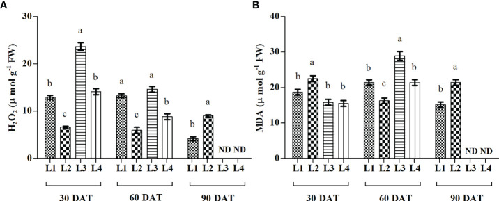 Effect of LED spectra on hydrogen peroxide (A, H2O2) and malondialdehyde (B, MDA) of hemp seedlings at 30, 60, and 90 DAT. Here and subsequent figures: L1, MW 240 (Red 35% + Blue 25% + Green 40%); L2, FS 240-UV (Red 40% + UVA and Blue 26% + Green 29% + Far red 5%); L3, MB 240 (Red 85% + Blue 15%); L4, PF 240 (Red 70% + Blue 30%); ND, not detected. All treatments used a photosynthetic photon flux density of 300 µmol m−2 s−1. Column height indicates the mean, vertical bars indicate the standard error of the mean (n = 4), and different letters indicate significant differences at p < 0.05.