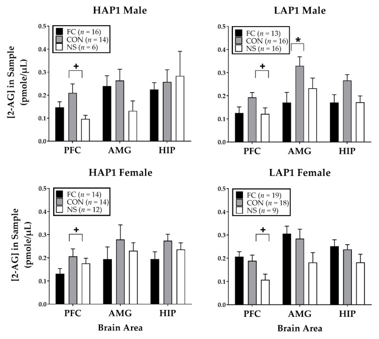 Mean (±SEM) 2-AG expression immediately following FPS testing in HAP1 (left panels) and LAP1 (right panels) male and female mice in the fear-conditioned (FC; paired light + shock), control (CON; unpaired light and shock) and no-shock (NS; light only) groups for experiment 1. +p < 0.01, CON>NS (collapsed across line and sex); *p < 0.05, male LAP1 CON > FC.