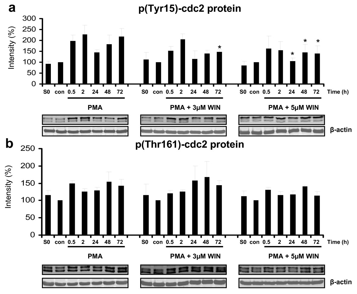 WIN55212-2 altered phosphorylation of cdc2 protein. Differentiation of U937 cells was induced by 25 nM PMA with or without co-incubation with WIN55212-2. The experimental groups were: 1.) Vehicle control = treatment with 0.1% DMSO only (con), 2.) Differentiation control = treatment with 25 nM PMA (PMA), 3.) Experimental groups were treated additionally with 3 μM (PMA + 3 μM WIN) or 5 μM (PMA + 5 μM WIN) WIN55212-2, respectively. Tyr15-cdc2 (figure 6a) and Thr161-cdc2 (figure 6b) phosphorylation was analysed by immunoblotting and quantified by Odyssey infrared imaging system (Li-Cor Biosciences) and shown as mean +/- SEM, n = 3. Relative intensities were normalized to non-induced control cells (con) and an internal control (S0) for quantification if different blot membranes have been used. *p < 0.05. One representative blot and one representative beta-actin control out of 3 is shown.
