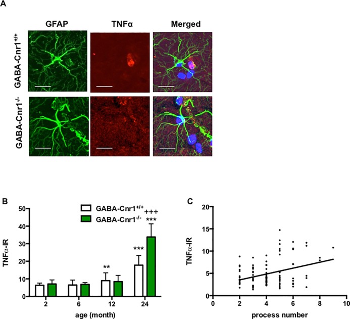 (A) Representative photomicrographs of GFAP- and TNFα-immunopositive astrocytes in the stratum lacunosum moleculare layer of the CA1 hippocampal region of 24-months-old GABA-Cnr1+/+ and GABA-Cnr1−/− mice, respectively. Scale bars, 25 μm. Negative controls were stained without the anti-TNFα antibody. (B) Age-related increase in astrocytic TNFα levels is exacerbated in GABA-Cnr1−/− mice. n = 42–60 per age and genotype. +++ p < 0.001 significantly different compared to GABA-Cnr1+/+ mice from the same age group. ** p < 0.01; *** p < 0.001 significantly differs from 2-months-old mice with the same genotype. Columns represent mean values, error bars standard error of means (SEM). (C) Positive relation between the number of GFAP-positive processes and TNFα-immunoreactivity in hippocampal astrocytes of 24 months-old GABA-Cnr1-/- and GABA-Cnr1+/+ mice; n = 105.