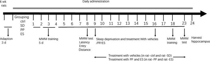 Workflow. Six‐week‐old rats were conducted MWM test from day 3 to day 7 with the hidden platform in the water tank, and then, spatial memory and cognition were examined by MWM at day 8 without the hidden platform. From day 9 to day 16, all rats were administrated with or without sleep deprivation, as well as treatment, respectively, with PP/ES or saline from day 9 to day 23. Pearl powder (2.5 mg/kg/d) and estazolam (0.13 mg/kg/d) in saline, the same volume of saline was administered in groups of CTL and SD. Afterwards, the MWM training (days 18‐22) and test (day 23) were performed for another 6 d again. Then, the rats were killed and hippocampus tissues were collected for proteomic and other analyses