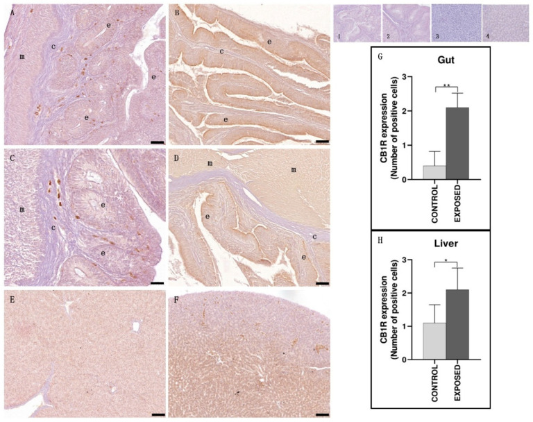 Light micrographs of eel gut and liver. Immunoreactivity to CB1R. (A,C,E): control specimens; (B,D,F): exposed specimens. Insets: 1, 2, 3, 4: negative controls of (A,B,E,F), respectively. In the gut of control specimens (A,C), the immunoreactivity was almost absent, both in epithelium (e) and in smooth muscle (m) tissue. In the exposed specimens (B,D), the smooth muscle (m) tissue and the epithelium (e) appeared immunopositive. c; connective tissue. The hepatic parenchyma of cocaine-exposed specimens (F) showed an increased immunopositivity to CB1R compared with control specimens (E). Scale bar: (A,B,E): 0.050 mm; (C,D): 0.020 mm; (F): 0.100 mm. (G,H): semi-quantitative analysis of gut and liver immunoreactivity, respectively. The Mann–Whitney test showed a statistically significant difference among the control and the exposed specimens. ** p < 0.01 (0.079); * p < 0.05 (0.0397).