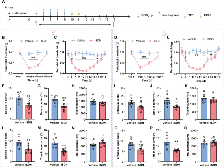 Repeated ISDN injections induce chronic headache with comorbid anxiety. (A) Experimental schedule for ISDN injections, Von Frey test, OFT, and EPM test. i.p., intraperitoneal. (B to E) Time course of single (B and D) and repeated (C and E) ISDN injections induced cephalic cutaneous allodynia measured with the Von Frey test in female (B and C) and male (D and E) mice. (F to K) Effects of repeated ISDN injections on the entries into enter zone (F and I), time spent in the center zone (G and J), and total distance traveled (H and K) of female (F to H) and male (I to K) mice in the OFT. (L to Q) Effects of repeated ISDN injection on the entries into open arms (L and O), time spent in the open arms (M and P), and total distance traveled (N and Q) of female (L to N) and male (O to Q) mice in the EPM. The data are presented as the mean ± SEM. *P<0.05, **P<0.01 versus Vehicle. Detailed statistical results are provided in Table S1.