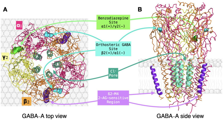 Scientific diagram illustrating the GABA-A receptor structure with panel A showing a top view and panel B showing a side view. Colored traces identify subunits α1, β2, and γ2, with labels marking the benzodiazepine binding site, orthosteric GABA binding site, chloride ion pore, and β2-M4 2-AG-sensitive region.