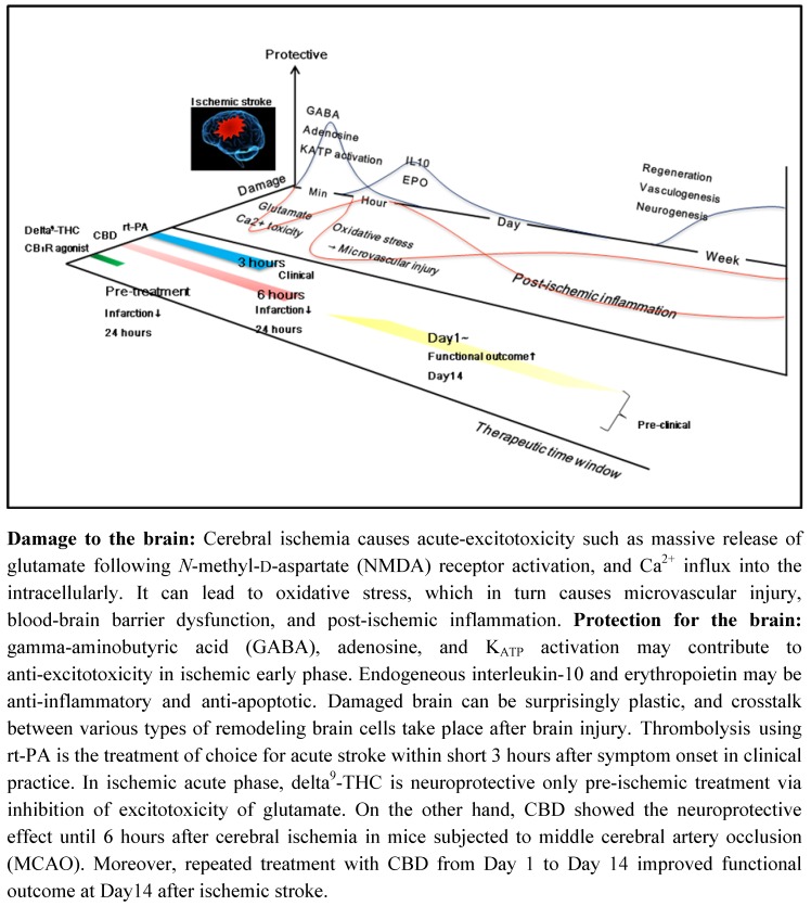 Therapeutic time window of CBD and delta9-THC in pre-clinical study.