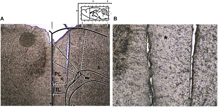 Microdialysis probe location. (A) Shows a panoramic picture of the pre-frontal cortex, the star indicates the prelimbic area. (B) Shows a high magnification of the microdialysis probe location for amino acid collection within the pre/infra-limbic cortex.
