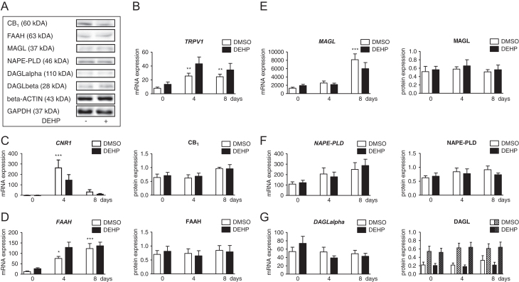 The endocannabinoid system (ECS) in the SGBS cell model during normal and DEHP-exposed adipogenesis. Western blot analyses of CB1, FAAH, MAGL, NAPE-PLD, DAGLalpha and DAGLbeta comparing unexposed and mature (day 8) DEHP-exposed SGBS cells were normalized to the endogenous reference beta-ACTIN and GAPDH, respectively (A). Gene and protein expression of the receptors transient receptor potential vanilloid 1 (TRPV1) (B) and the cannabinoid receptor 1 (CNR1, CB1) (C), the enzymes fatty acid amide hydrolase (FAAH) (D), monoacylglycerol lipase (MAGL) (E), N-acylphosphatidylethanolamine phospholipase D (NAPE-PLD) (F) and diacylglycerol lipase alpha (DAGL) (G) were determined in SGBS cells with and without DEHP exposure. For DAGL, the protein expression of both isoforms was evaluated with DAGLalpha as blank columns and DAGLbeta as patterned columns within one figure (G). Absolute mRNA expression is presented copy number per 1000 molecules TBP. n ≥ 8 for gene expression; n ≥ 4 for protein expression; *P ≤ 0.05; **P ≤ 0.01; ***P ≤ 0.001 for comparing normal adipogenesis to day 0; #P ≤ 0.05 for comparing the unexposed and DEHP-exposed group.