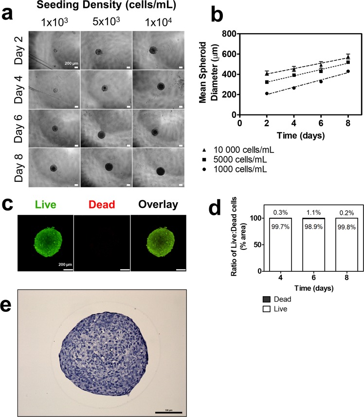 Self-assembly, growth, and viability of 3D EVT spheroids over eight days. (a) EVTs seeded at three different densities form spheroids that increase in size over eight days. 4x magnification. Scale bar indicates 200 µm. (b) Mean spheroid diameter over time across three seeding densities. (c) Immunofluorescent images of live and dead stain using calcein AM and ethidium homodimer-1, respectively. Green colour indicates live cells. Red colour indicates dead cells. 10x magnification. Scale bar indicates 200 µm. (d) Ratio of surface area of live to dead cells at days four, six, and eight. (e) Representative image of H&E staining of a spheroid cross-section. Scale bar indicates 100 µm. n = 3.