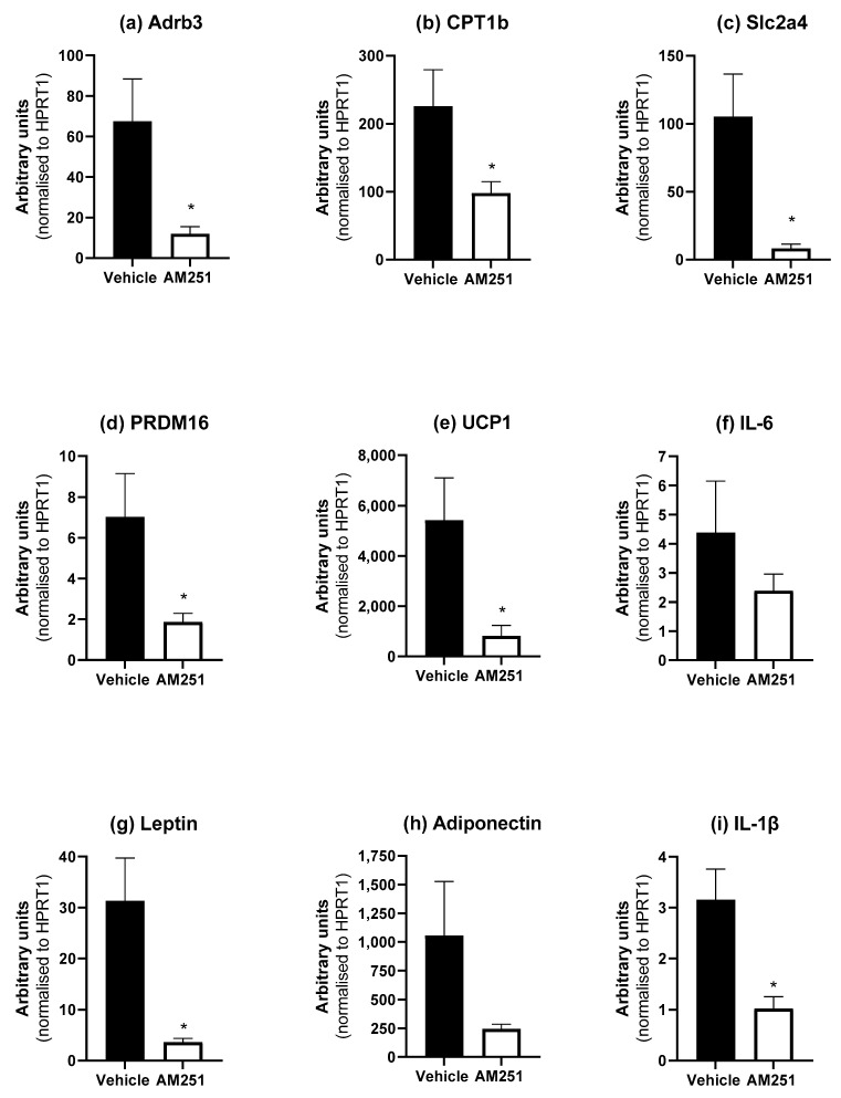 Effect of AM251 treatment in HFD rats on BAT mRNA expression. HFD rats were injected daily with either AM251 (3 mg/kg of body weight, ip) or vehicle for six weeks. All results are presented as a mean ± SEM in arbitrary units (normalised to housekeeping gene HPRT1) from n = 6–10 (AM251) and n = 9 (vehicle) treated rats on an HFD. Significance * p ≤ 0.05 compared to vehicle.