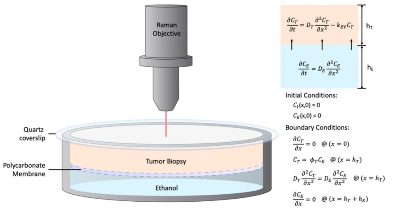 Raman Spectroscopy Diffusion Quantification.The methodology used to quantify the diffusion coefficient of ethanol in the tumor (DT). The experimental setup used for the Raman spectroscopy assay (left), consists of a tumor laying on a fully permeable membrane that allows seamless diffusion of ethanol upwards into the tumor. The CRS instrument captures the concentration of ethanol at the surface of the tumor over time. A deterministic transport model (right) characterizes ethanol transport and enables optimization of DT via fitting between the Raman measurements and the theoretical predictions.