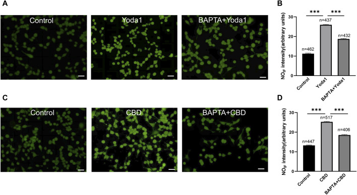 Activation of TRPV2 and Piezo1 induces NO production in cultured urothelial cells. (A) Typical images (A) showing NO-induced fluorescence (NOIF) for cells in the control medium (left), in medium with Yoda1 (30 μM, middle) and in medium with BAPTA (10 μM)+Yoda1 (right). Scale bar = 50 μm. (B) Summary data indicate Yoda1 induced change in NOIF and the inhibitory effect of BAPTA. Semi-quantitative analysis of NOIF was performed using imaging analysis software and expressed as fluorescence arbitrary units. (C,D) Typical images (C) and summary data (D) showing CBD (50 μM) induced change in NOIF and the inhibitory effect of BAPTA. The number above each bar correspond to the analyzed cells. ***p < 0.001.