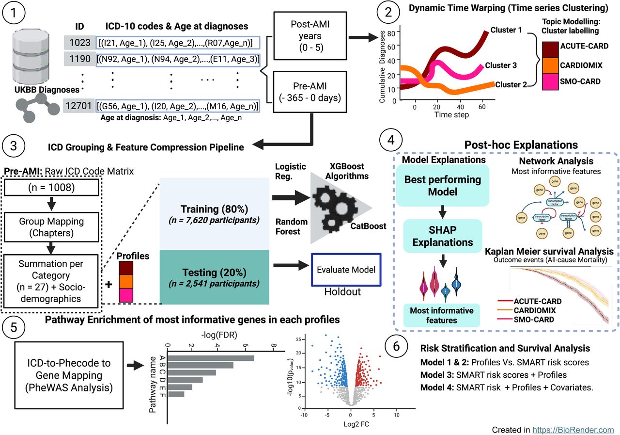 Schematic representation of Study workflow and Computational Pipeline.(1) Data collection: UK Biobank data were collected for 12,701 participants with an AMI diagnosis, inclusive of 1,008 different ICD-10 codes. The dataset is structured with participants as rows, ICD-10 codes as columns, and the ages at diagnosis recorded in the cells. Absence of a diagnosis is represented as NaN. Using these data, we created a sequence of diseases for each participant to facilitate downstream analyses. We study the data from two angles: pre-AMI (diagnoses received at no more than 365 days prior to AMI diagnosis) and Post-AMI Period (diagnoses received in the 0–5 years following AMI diagnosis). In the post-AMI dataset, we performed (2) Time Series Analysis: each participant’s disease sequence was constructed by ordering diagnoses according to the recorded age at which they occurred. These age-ordered sequences were then padded to a uniform length and used as input for dynamic time warping K-Means clustering. We further perform a thematic topic modelling of ICD codes in each cluster to derived meaningful labels (profile) for each cluster which were mapped back to the ICD dataset of pre-AMI diagnoses for further analysis. (3) Feature matrix was created using the pre-AMI dataset with profile membership as target labels into 80% training and 20% testing datasets. (4) Supervised learning models: Four supervised learning algorithms - Logistic Regression, Random Forest, CatBoost, and XGBoost - were trained on the pre-AMI dataset. CatBoost outperformed the other models and was selected for further evaluation. Post-Hoc Model Interpretation and Analysis: Post-hoc SHapley Additive exPlanations (SHAP) analysis was conducted to interpret the model’s predictions. The most important features identified by SHAP were visualised through network analysis. Additionally, survival analysis was performed to evaluate the clinical outcome – composite event (Myocardial Infarction, Stroke, CVD deaths, and All-cause Mortality), for each multimorbidity profile in the testing set. (5) ICD codes identified from non-zero SHAP values were mapped to Phecodes from the PheWAS study, and pathway enrichment analysis was conducted to identify biological processes associated with the health conditions for each profile. (6) Survival analysis was conducted to assess the risk stratification ability of the profile, SMART risk scores, and conventional covariates.