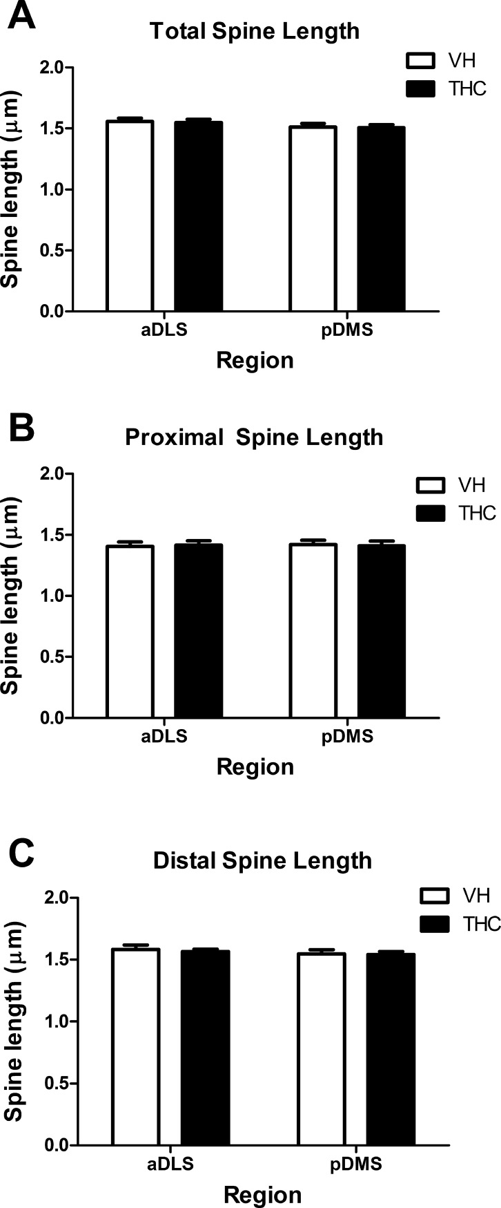 Dendritic spine length.Spine length averaged values for the whole dendrite (A), and for the proximal (B) and distal (C) parts for THC- and VH-treated animals (n = 8 per group) in aDLS and pDMS MSN dendrites. THC did not seem to affect spine length and no differences were observed in pDMS neurons with respect to aDLS. Data are presented as mean ± s.e.m.