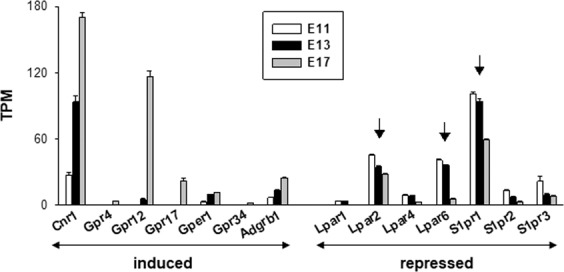 mRNA expression of putative lipid sensing GPCRs in the embryonic murine cortex. The data used to plot this graph were extracted from a previous whole-genome transcriptomic analysis22. A total of 60 genes encoding for putative lipid sensing GPCRs were selected (see Table 1). Transcripts of only 14 genes (out of 60) could be detected (e.g. having TPM values ≥ 2). The graph shows the temporal pattern of the mRNA abundance of these 14 genes at 3 embryonic ages: E11, E13 and E17. Genes that were induced (Cnr1, Gpr4, Gpr12, Gpr17, Gper1, Gpr34, Adgrb1) are shown on the left whereas genes that were repressed (Lpar1, Lpar2, Lpar4, Lpar6, S1pr1, S1pr2, S1pr3) appear on the right. Vertical arrows indicate the 3 most abundant transcripts at E13 (except CB1, see text for further details).