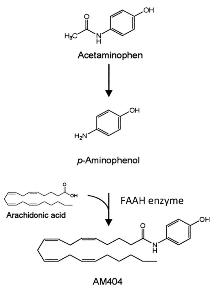 AM404 synthesis. Adapted from [6], under the terms of the Creative Commons CC-BY license.