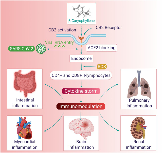 The immunomodulatory mechanisms and organ-protective effects of BCP.