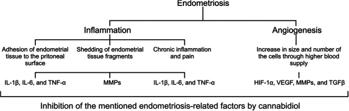 A schematic theme of the role of angiogenesis and inflammation in endometriosis that could be affected by cannabidiol. HIF‐1α, hypoxia‐inducible factor 1α; IL, interleukin; MMP, matrix metalloproteinase; TGF‐β, transforming growth factor β; TNF‐α, tumor necrosis factor‐α; VEGF, vascular endothelial growth factor.