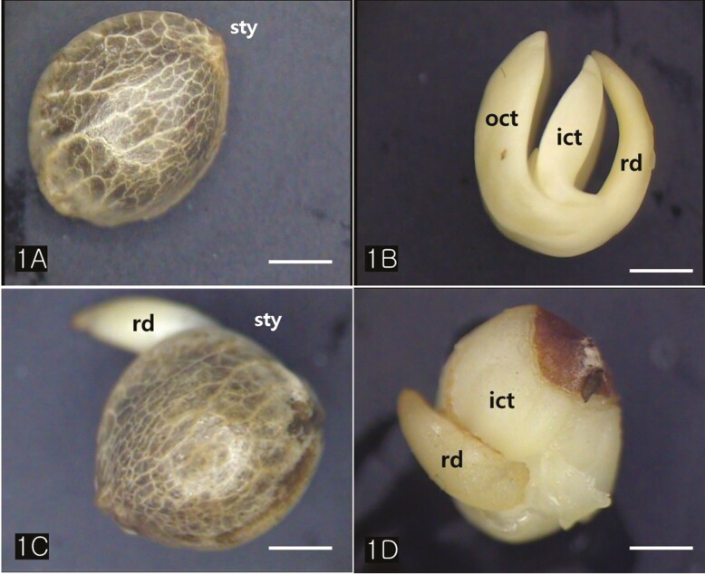 Light microscopy (LM) images of an entire achene and an extracted embryo. (A) A Cannabis achene. (B) The mature embryo is composed of two cotyledons and a radicle. The embryo is curved so that its axis is originally u-shaped, and the radicle end is adjacent to the distal pericarp. (C) The germinating seed showing emergence of a primary root. (D) The germinating Cannabis embryos. Abbreviations: ict; inner cotyledon, oct; outer cotyledon; rd; radicle, sty; style. Scale bars (A–F) = 2 mm.
