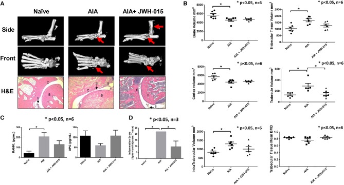 Less bone degradation is observed in animals given JWH-015. (A) μCT-imaging was done on the ankles using a “high resolution” scan mode after termination. Red arrows point to areas of apparent bone damage. Joints were then decalcified and 5 μm slices were stained for H&E. “B” marks bone; “C” marks cartilage; and “S” marks synovium. (B) Bone mineral analysis was performed on the rat tarsus bone calibrated to a phantom standard. (C) Rat serum was assayed for OPG and RANKL using ELISA method. Bars represent mean ± SEM *p < 0.05 n = 6 one-way ANOVA. (D) Histopathological analysis of H&E slides for synovial inflammation. Parameters and grading scale are described in detail in Supplementary Tables 1, 2. Scores were averaged per group where bars represent mean ± SEM *p < 0.05 n = 3 representative animals per group; one-way ANOVA.