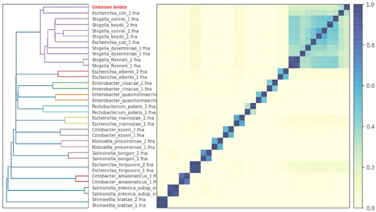 Sourmash plot of 34 genomes (the isolate’s chromosome plus 33 additional genomes of closely related species identified in the 16S rRNA BLAST search). The plot showed that the closest genome to the isolate is E. coli. However, several Shigella spp. also clustered closer to the isolate than the second E. coli genome, complicating the definitive identification of the isolate as E. coli.