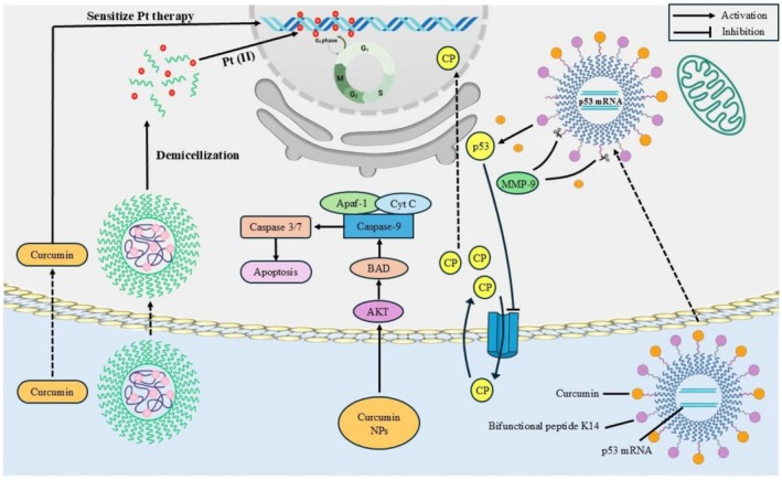 Nanoparticles for curcumin in cancer chemotherapy.