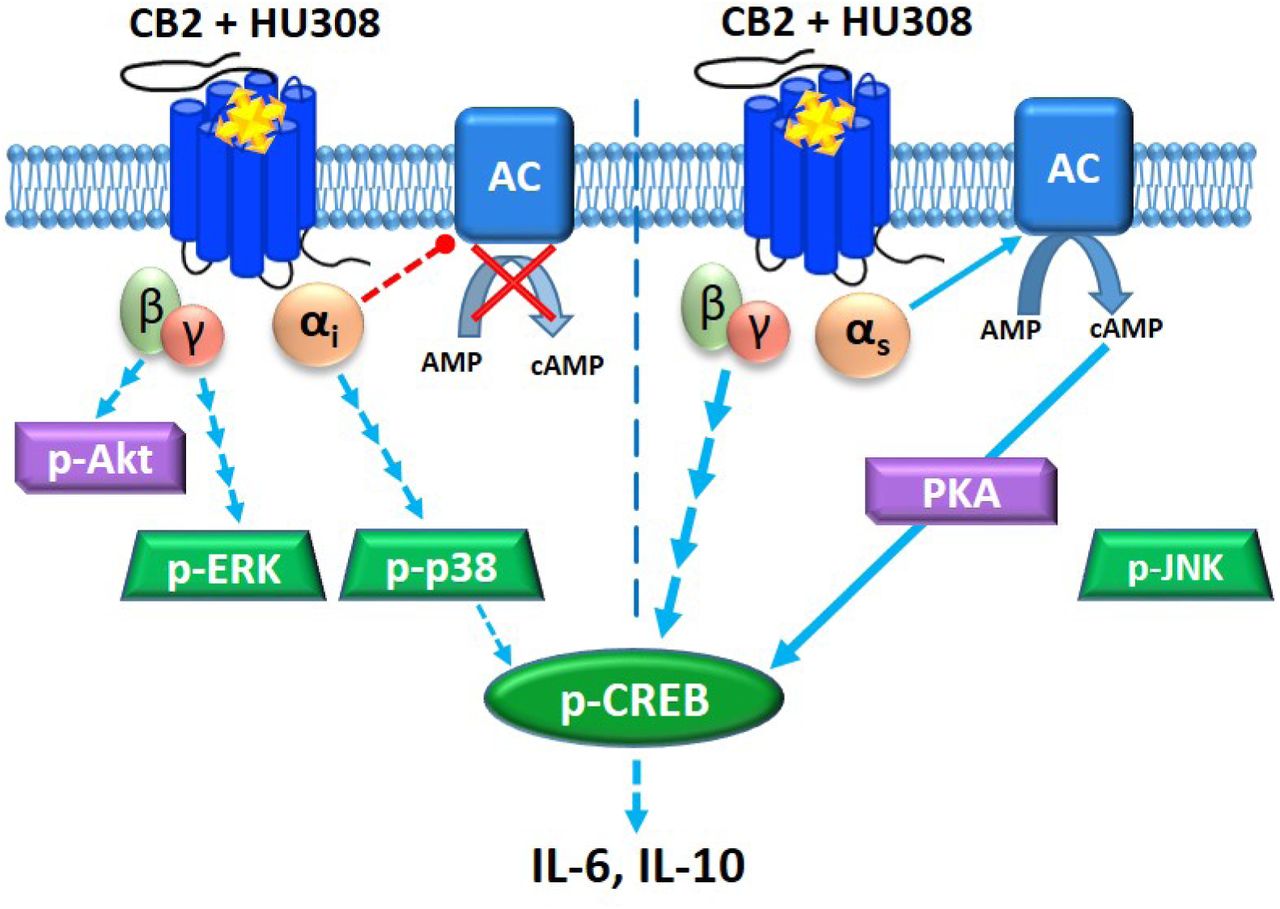 CB2 signaling network in mixed human primary leukocytes.Binding of HU308 to CB2 leads to activation of Gαiβγ and Gαsβγ heterotrimers. Gαi inhibits adenylyl cyclase(s) (AC) and activates a cascade leading to phosphorylation of p38 and CREB. βγ from Gαiβγ activates Akt and initiates a cascade leading to phosphorylation of ERK. Gαs stimulates AC which leads (likely via protein kinase A, PKA) to p-CREB. βγ from non-Gαiβγ (likely from Gαsβγ) also contributes to p-CREB activation. Based on inhibitor effects (Fig. 5B), Gαs and non-Gαiβγ are the major mediators of p-CREB, whereas p-p38 is a minor p-CREB mediator. JNK phosphorylation was not observed. Given that Gαi-mediated inhibition of AC does not inhibit p-CREB activation it is likely that Gαi and Gαs modulation of AC are either segregated in separate compartments within one cell, or occur in different cells (represented by vertical dotted line). p-CREB likely mediates IL-6/IL-10 induction, which might be released from one cell or from different cell types.
